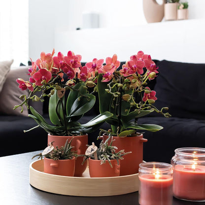  Kolibri Orchids | COMBI DEAL Van 2 Rode Phalaenopsis Orchideeën - Congo - Potmaat Ø9cm Bloeiende Kamerplant - Vers Van De Kweker