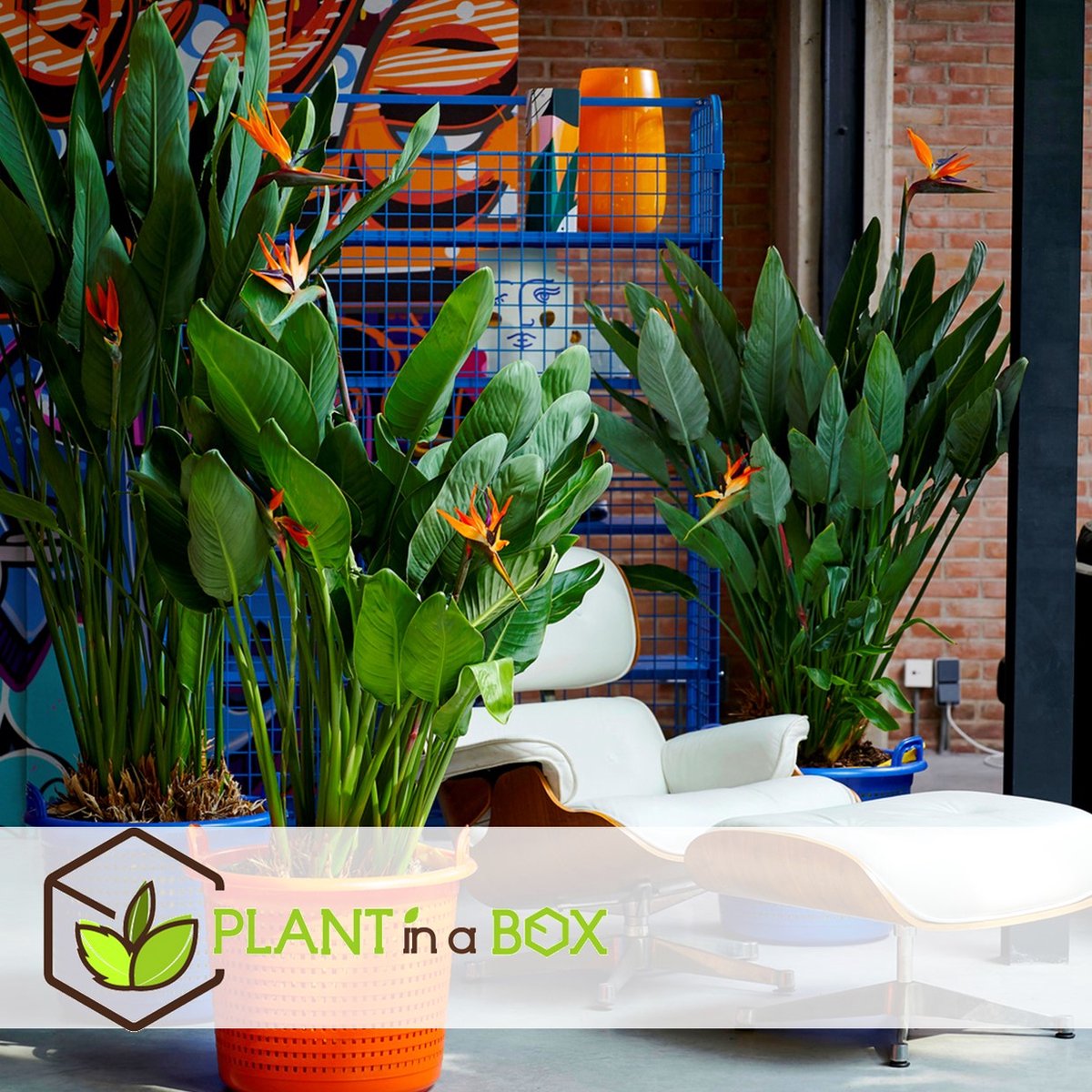  Plant In A Box - Strelitzia Reginea - Set Van 2 - Tropische Kamerplant - Paradijsvogelbloem - Pot 9cm - Hoogte 25-40cm
