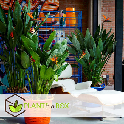  Plant In A Box - Strelitzia Reginea - Set Van 2 - Tropische Kamerplant - Paradijsvogelbloem - Pot 9cm - Hoogte 25-40cm