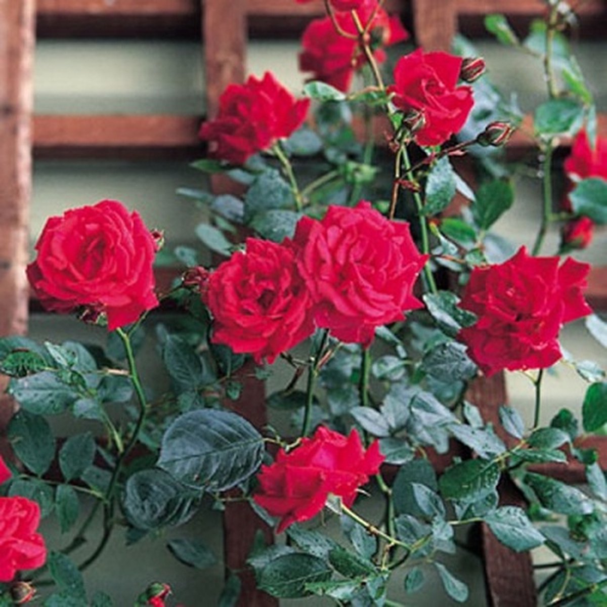  New Dawn Rouge - Klimroos | Rood Doorbloeiende Roos (bloeit Na Bloei Nogmaals) - Meerjarig En Winterhard - Klimplant