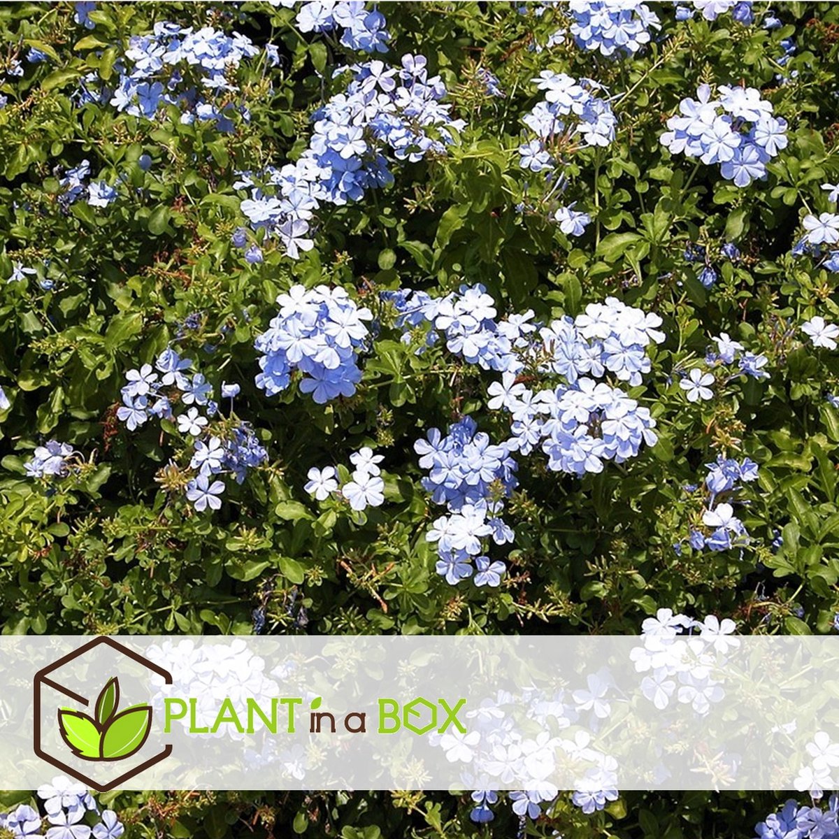  Plant In A Box - Plumbago Auriculata - Set Van 3 - Mannentrouw - Lang Bloeiende Klimplant - Pot 9cm - Hoogte 25-40cm