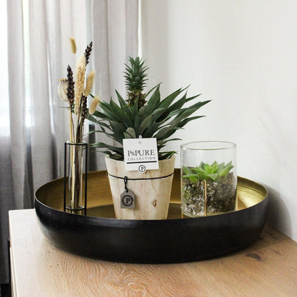  ZynesFlora - Ananasplant In Houten Sierpot - Ø 12 Cm - Hoogte: 30 - 40cm - Luchtzuiverend - Kamerplant - Kamerplant In Pot