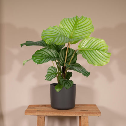  Calathea Orbifolia - 50cm