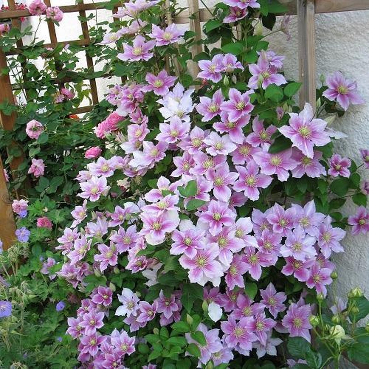  2 X Clematis Piilu - Set Van 2 Klimplanten - Roze, Meerjarig &amp; Winterharde Tuinplanten | 2 X 1,5 Liter Potten