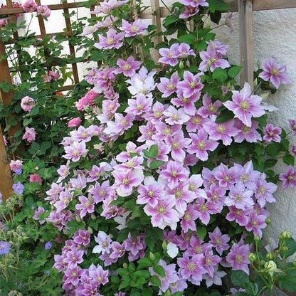  2 X Clematis Piilu - Set Van 2 Klimplanten - Roze, Meerjarig &amp; Winterharde Tuinplanten | 2 X 1,5 Liter Potten
