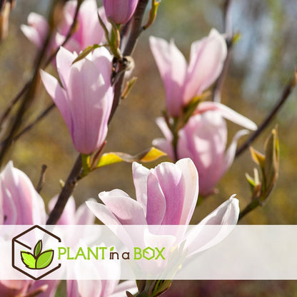  Plant In A Box - Magnolia Stellata - Set Van 3 - Brede Struik/Kleine Boom Winterhard - Roze Bloemen - Pot 9cm - Hoogte 25-40cm