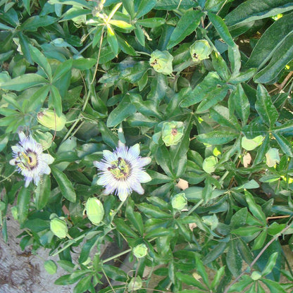  Passiflora Caerulea - Blauwe Passiebloem 50-60 Cm Pot