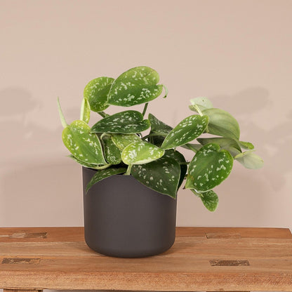  Scindapsus Pictus - Epipremnum - 15cm
