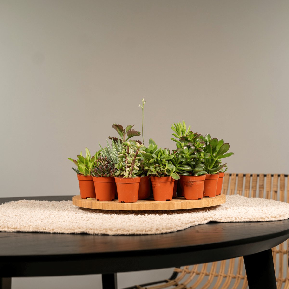  Succulent - Succulenten Mix - 20 Stuks - 7cm Hoog, 5,5Ø - Kamerplant - Zonder Mand