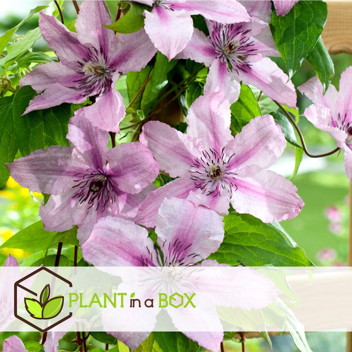  Plant In A Box - Mix Van 3 Clematis - Clematis Hybrid 'Mme Le Coultre', 'Hagley Hybrid', 'Polish Spirit' - Pot 9cm - Hoogte 25-40cm