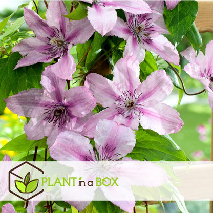  Plant In A Box - Mix Van 3 Clematis - Clematis Hybrid 'Mme Le Coultre', 'Hagley Hybrid', 'Polish Spirit' - Pot 9cm - Hoogte 25-40cm