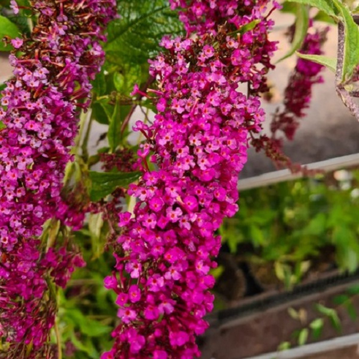  Buddleja Vlinderstruik 'Davidii Royal Red' - Rood, Meerjarig En Winterhard - Vlinderplant / Vlinderstruiken - Aantrekkelijk Voor De Vlinder | 1.5 Liter Pot
