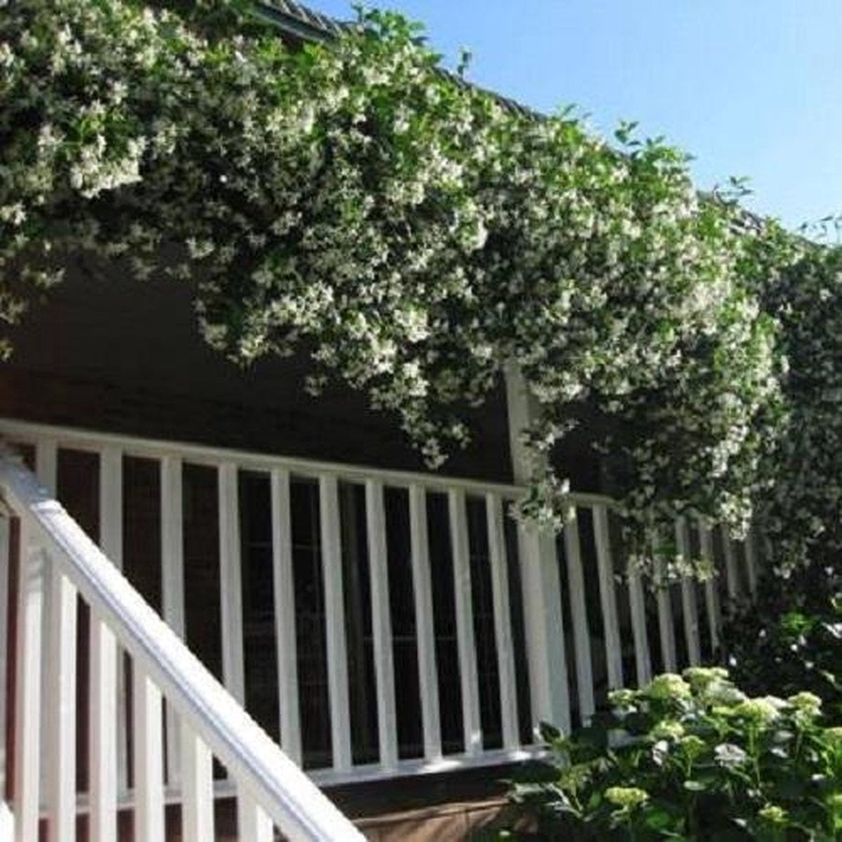  Witte Toscaanse Jasmijn (Sterjasmijn) - Klimplant | Wit - Groenblijvend / Wintergroen En Winterhard - ClematisOnline | 1,5 Liter Pot - Deze Jasmijn Plant Kan Gecombineerd Worden Met Andere Klimplanten Zoals Clematis Of Rozen In Bijv. Een Klimrek