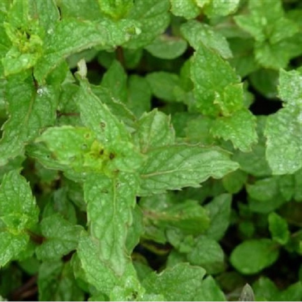  Kruidentuin - 6 Soorten Kruidenplanten: Maggi, Munt, Citroenmelisse, Curry, Rozemarijn, Tijm - Herbs - Kruidenplanten - Tuinplanten