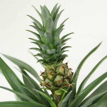  ZynesFlora - Ananasplant In Houten Sierpot - Ø 12 Cm - Hoogte: 30 - 40cm - Luchtzuiverend - Kamerplant - Kamerplant In Pot