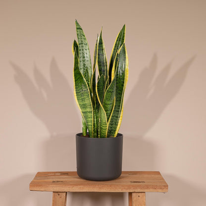  Sansevieria Laurentii - Vrouwentong - 40cm