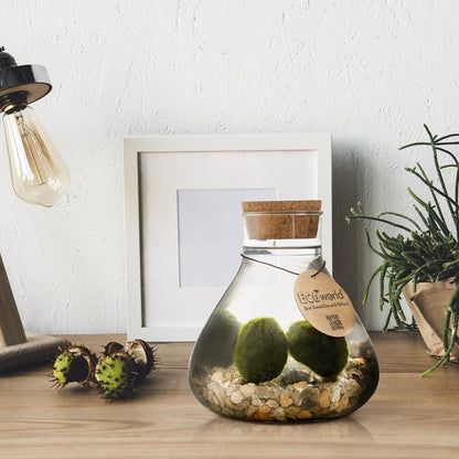  Mosbal Aquarium - Ecoworld Marimo Mini Piramide Met Mosballen - Inclusief Kurk - Mosbol - 3 Stuks - Ecosysteem In Fles - Piramide Glas Ø 16,5 - H 20 Cm