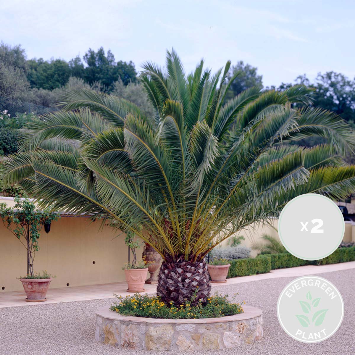  2x Phoenix Canariensis - Canarische Dadelpalm - Palm - Winterhard - ⌀15 Cm - 50-60 Cm