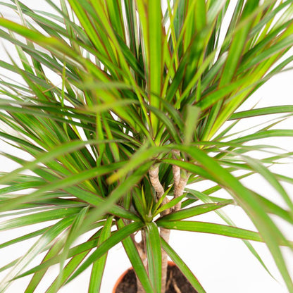  XXL Dracaena Marginata Met Pot - Drakenbloedboom - 120cm Hoog , 21Ø - Kamerplant