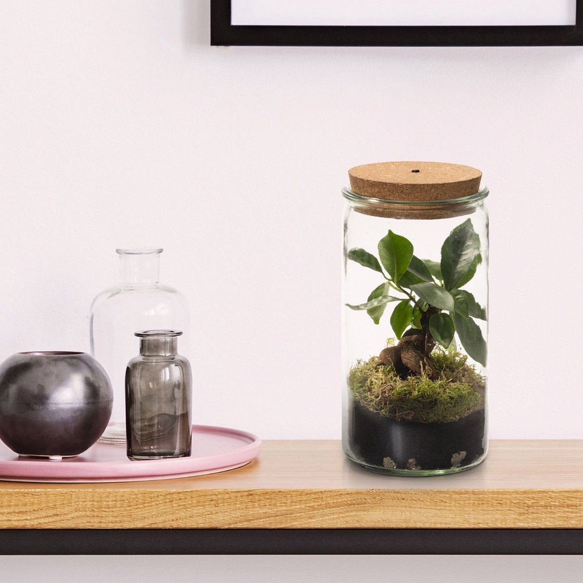  Ecosysteem Plant Met Lamp -Ecoworld Weck Glas Met Lamp + 1 Mini Bonsai Ficus Ginseng - Ø10,5 Cm - Hoogte 21 Cm