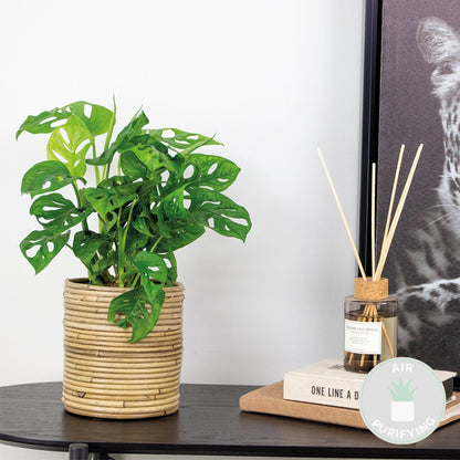  Monstera Adansonii 'Monkey Leaf' - Gatenplant - Kamerplant - Luchtzuiverend - ⌀12 Cm - 20-25 Cm