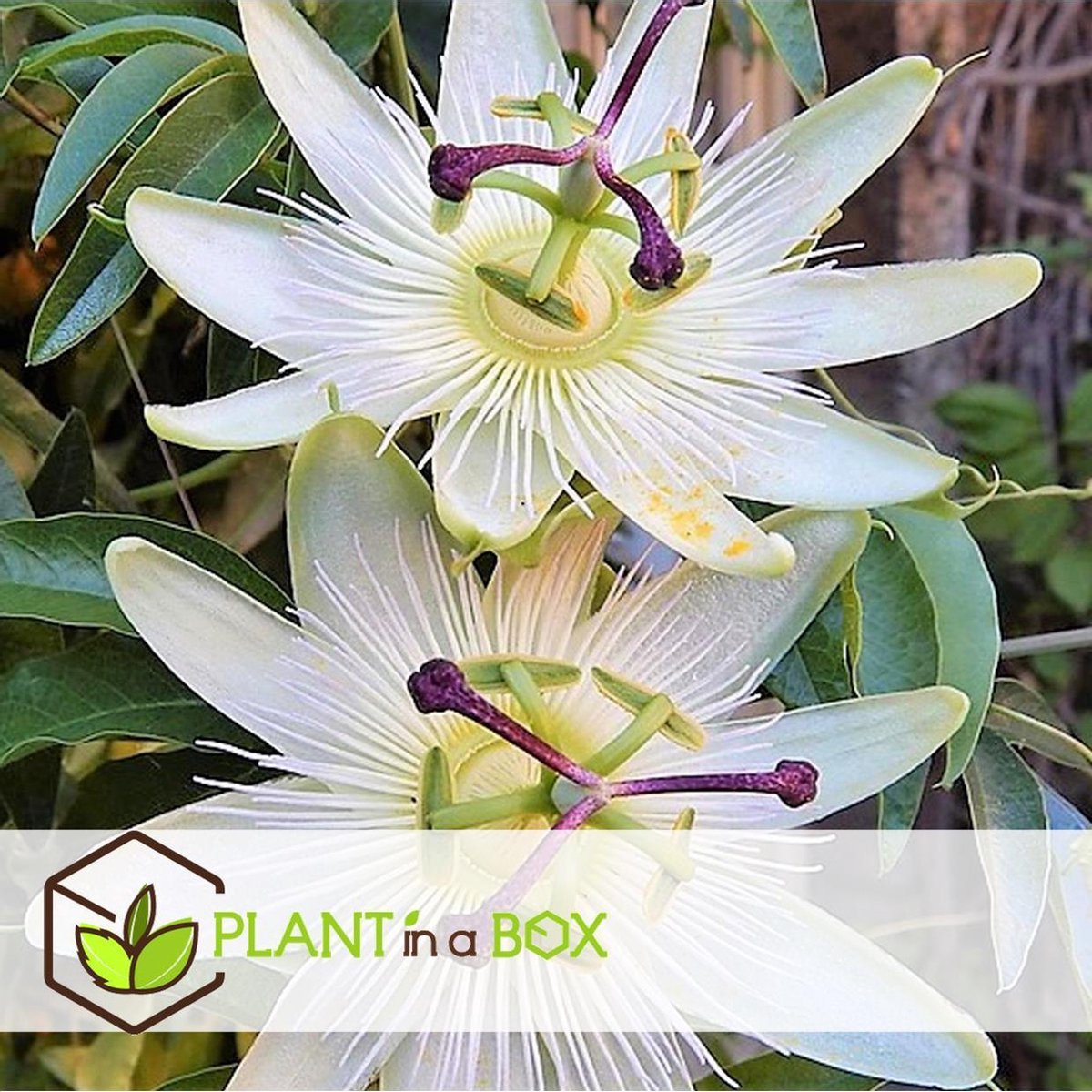  Plant In A Box - Mix Van 3 Passiflora Edulis - Passievrucht - Klimplant - Pot 9cm - Hoogte 25-40cm