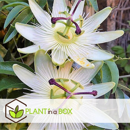  Plant In A Box - Mix Van 3 Passiflora Edulis - Passievrucht - Klimplant - Pot 9cm - Hoogte 25-40cm