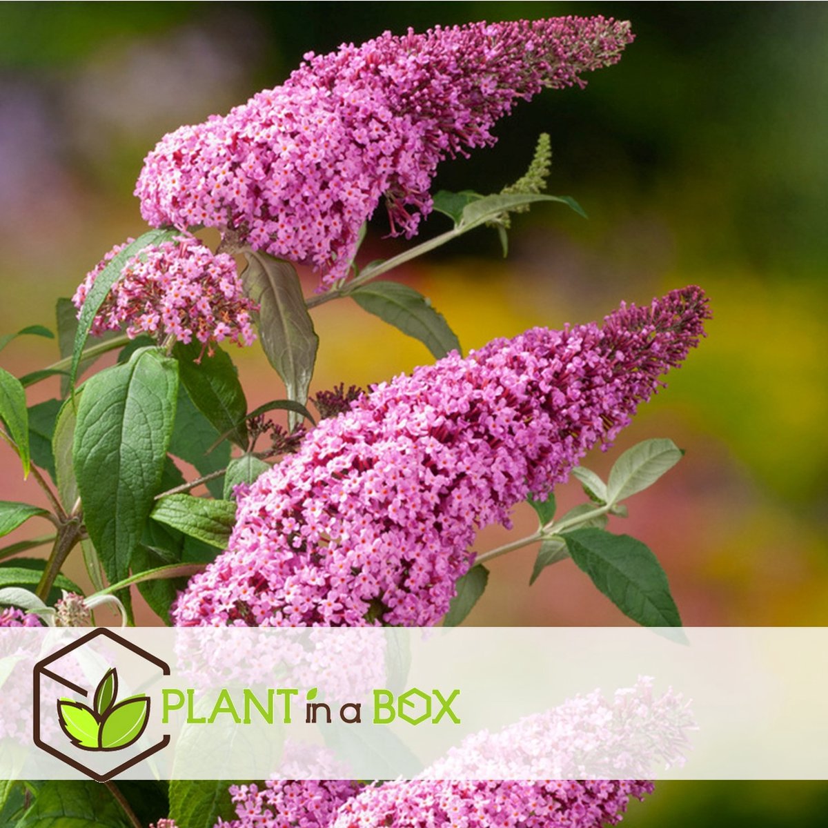  Plant In A Box - Mix Van 3 Vlinderstruiken - Buddleja Davidii 'Nanho Blue', 'Pink Delight', 'White Profusion' - Pot 9cm - Hoogte 25-40cm