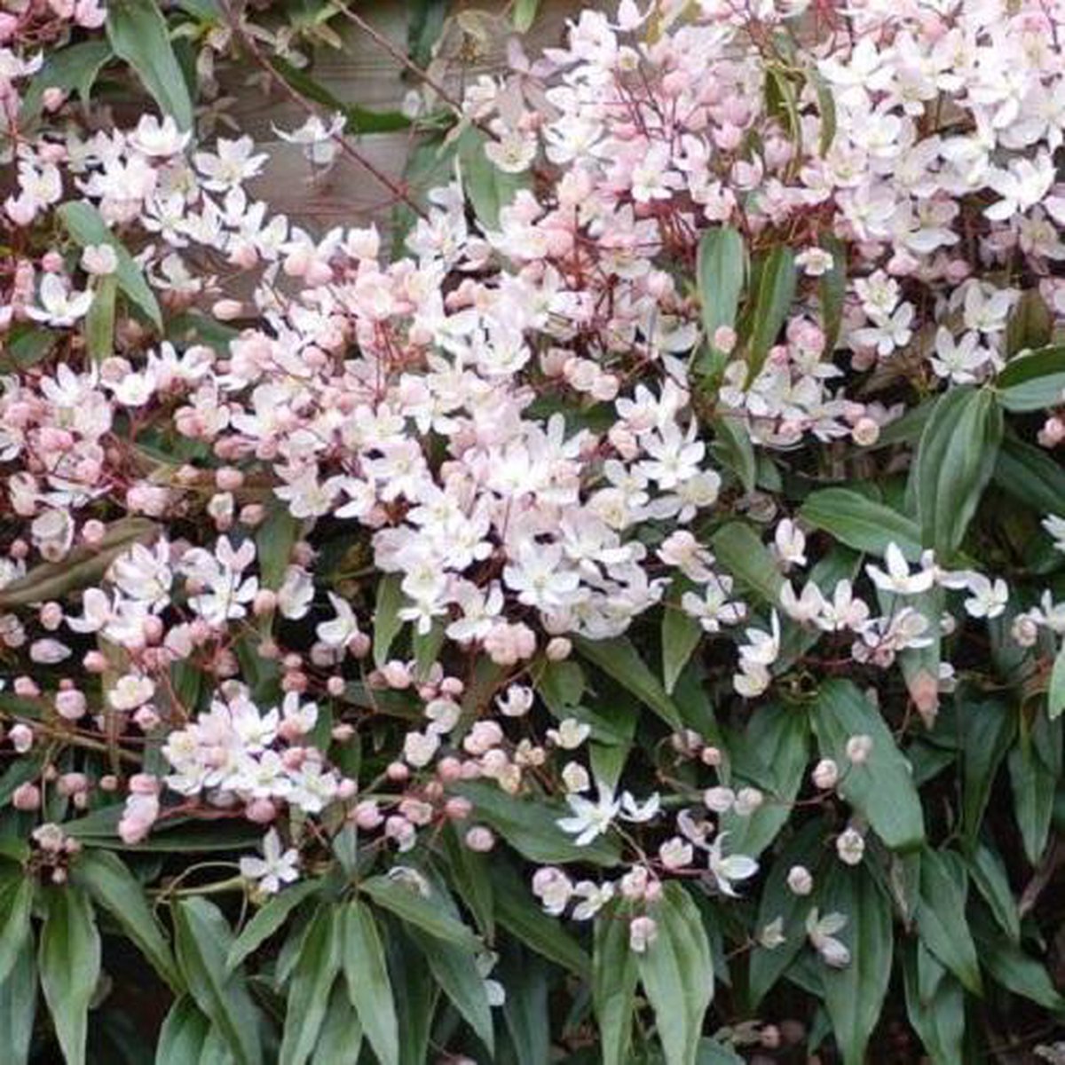  Clematis Apple Blossom | Roze - Meerjarig En Groenblijvend / Wintergroen - Winterharde Tuinplanten - Klimplant | 1.5 Liter Pot