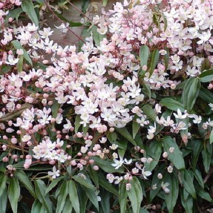  Clematis Apple Blossom | Roze - Meerjarig En Groenblijvend / Wintergroen - Winterharde Tuinplanten - Klimplant | 1.5 Liter Pot