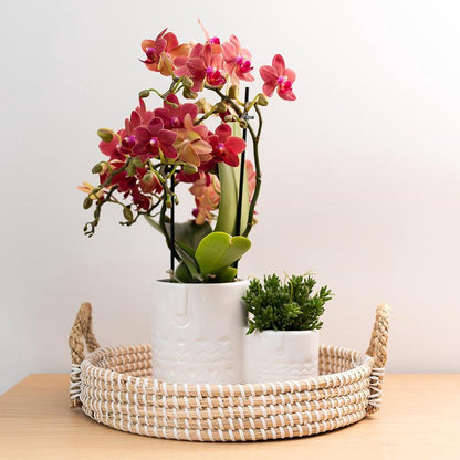  Kolibri Orchids | Rode Phalaenopsis Orchidee - Congo - Potmaat Ø9cm | Bloeiende Kamerplant - Vers Van De Kweker