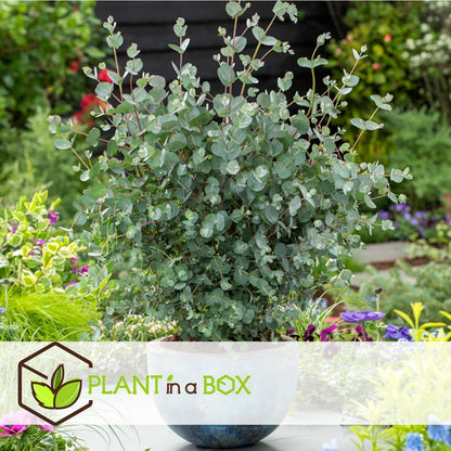  Plant In A Box - Eucalyptus Pulverulenta 'Baby Blue' - Set Van 2 - Pot 13cm - Hoogte 25-40cm