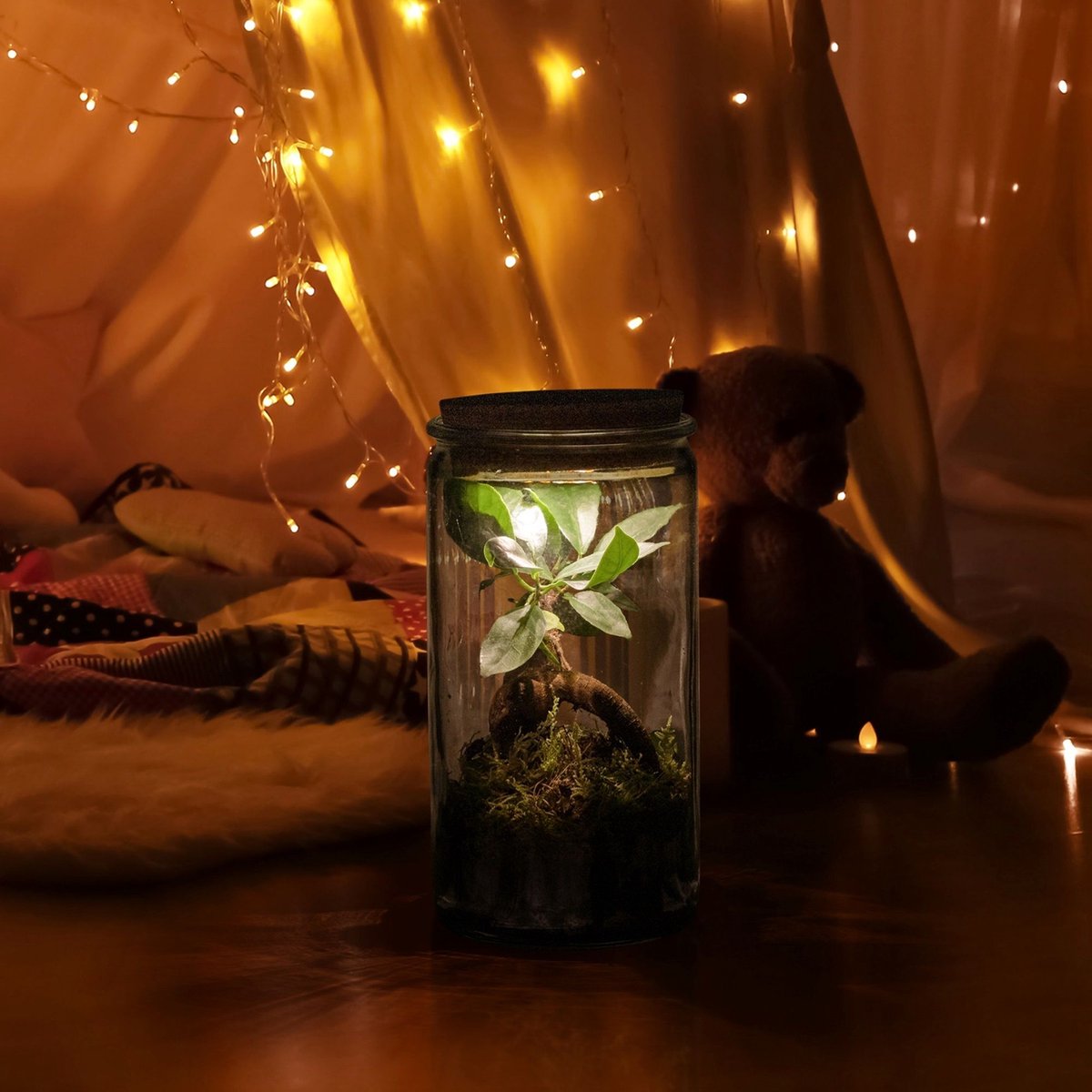  Ecosysteem Plant Met Lamp -Ecoworld Weck Glas Met Lamp + 1 Mini Bonsai Ficus Ginseng - Ø10,5 Cm - Hoogte 21 Cm