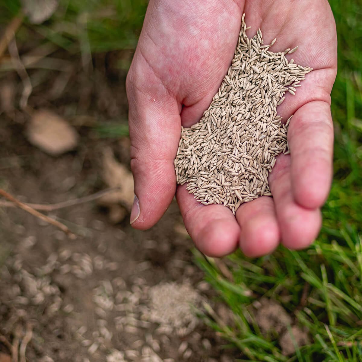  ECOstyle Graszaad Herstel Snelkiemend Gazon Gras – Herstelt Kale Plekken – Vogelwerende Coating – Geschikt Voor Zon- En Schaduw Gazons - Snelle Kieming – 20 – 30M² – 500 GR