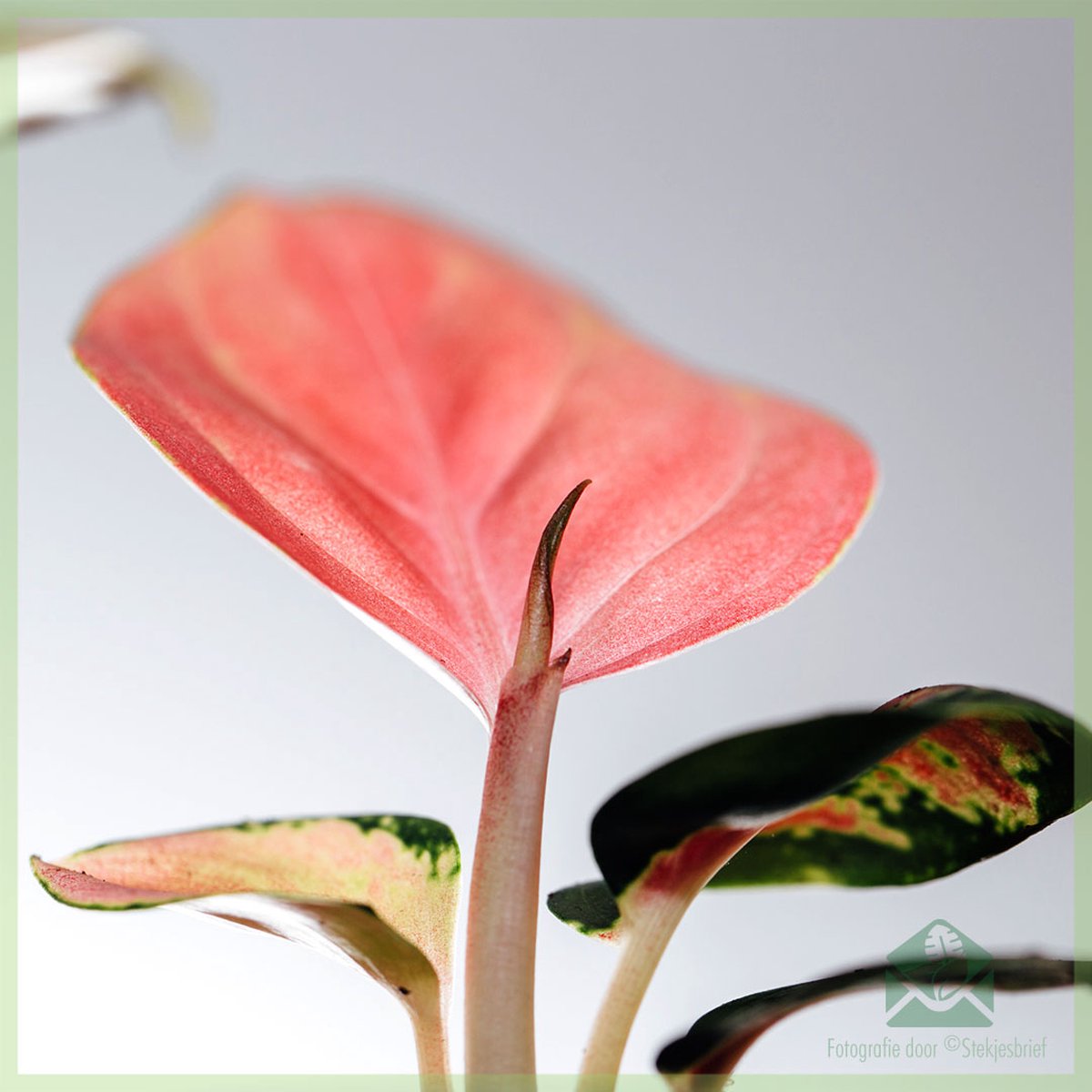 Merkloos Aglaonema Hybride Pink - Kamerplanten - Geworteld - Miniplantje - Babyplantje - Stekje