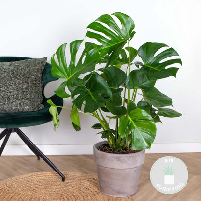  Monstera Deliciosa - Gatenplant - Kamerplant - Luchtzuiverend - ⌀21 Cm - 70-80 Cm