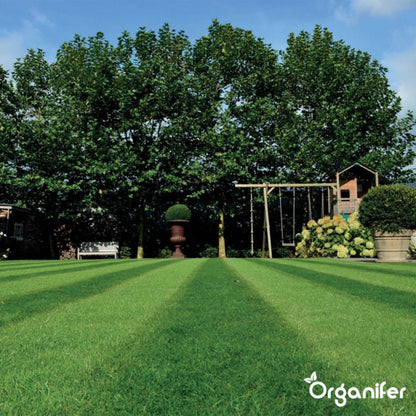 Speelgazon Graszaad (1kg Voor 50m2) - Snelkiemend En Zelfherstellend Sportgazon Bestand Tegen Betreding - Resilient - Organifer