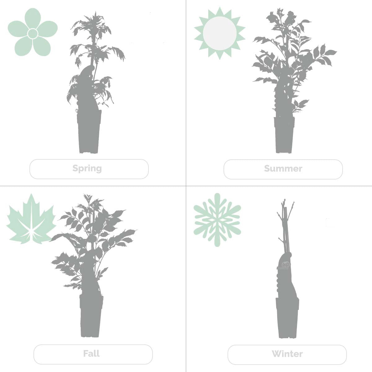  Wisteria Sinensis Prolific – Blauwe Regen – Klimplant – Onderhoudsvriendelijk - ⌀15 Cm - 60-70 Cm