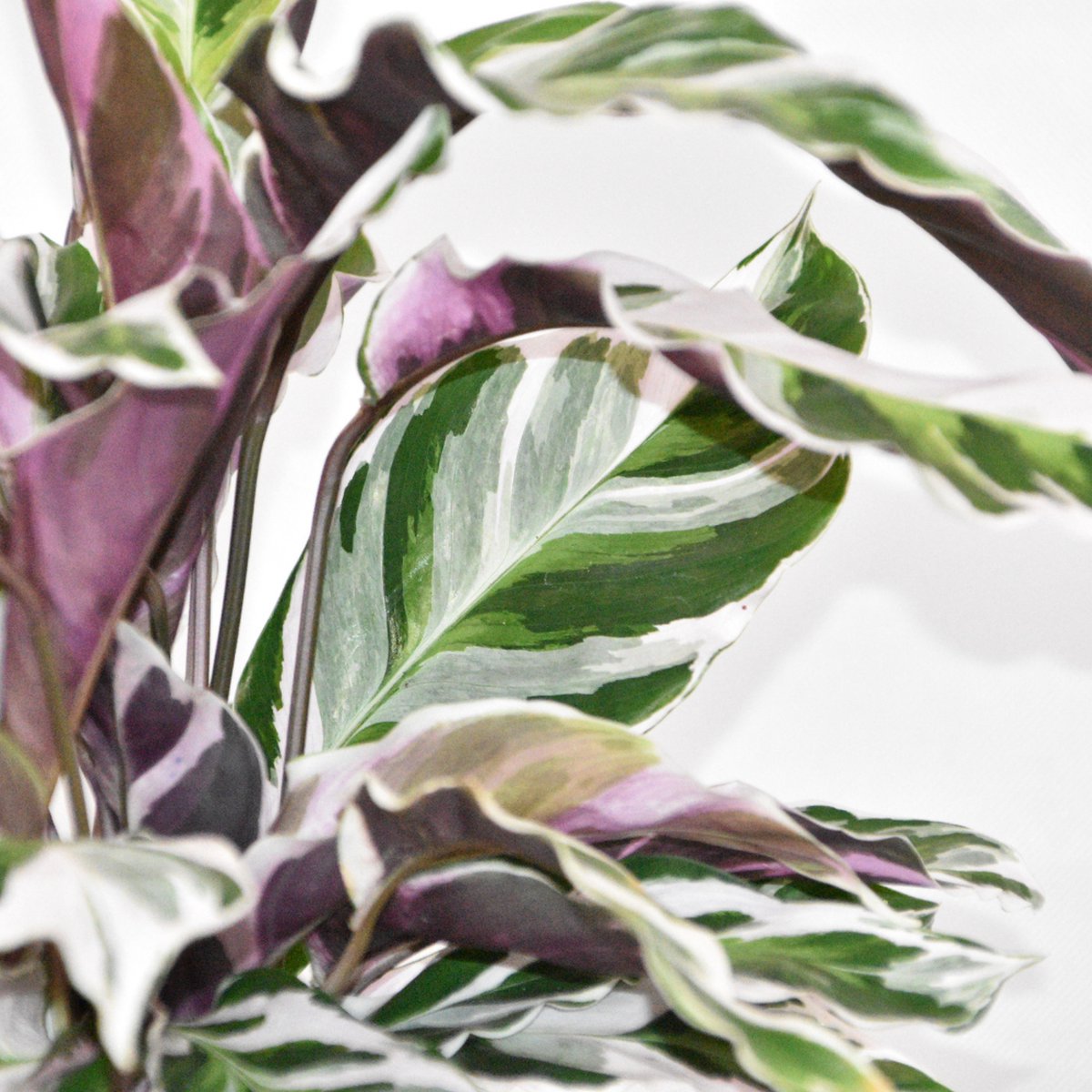  ZynesFlora - Calathea White Fusion - Ø 14 Cm - Hoogte: 35 - 40 Cm - Calathea - Luchtzuiverend - Kamerplant