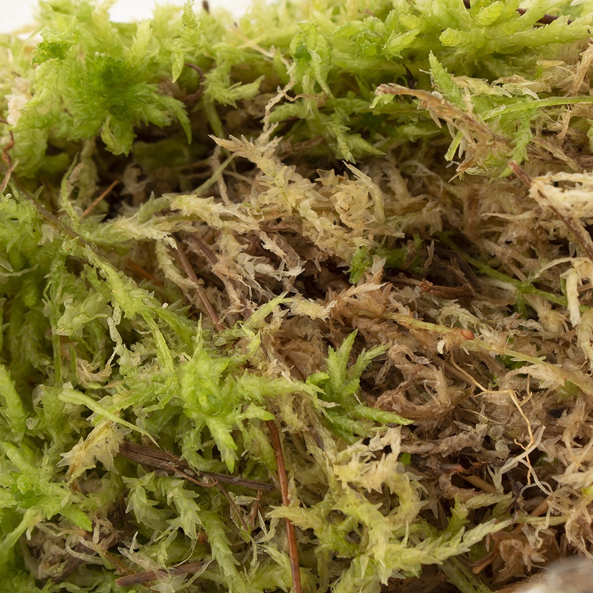  Sphagnum Mos Levend