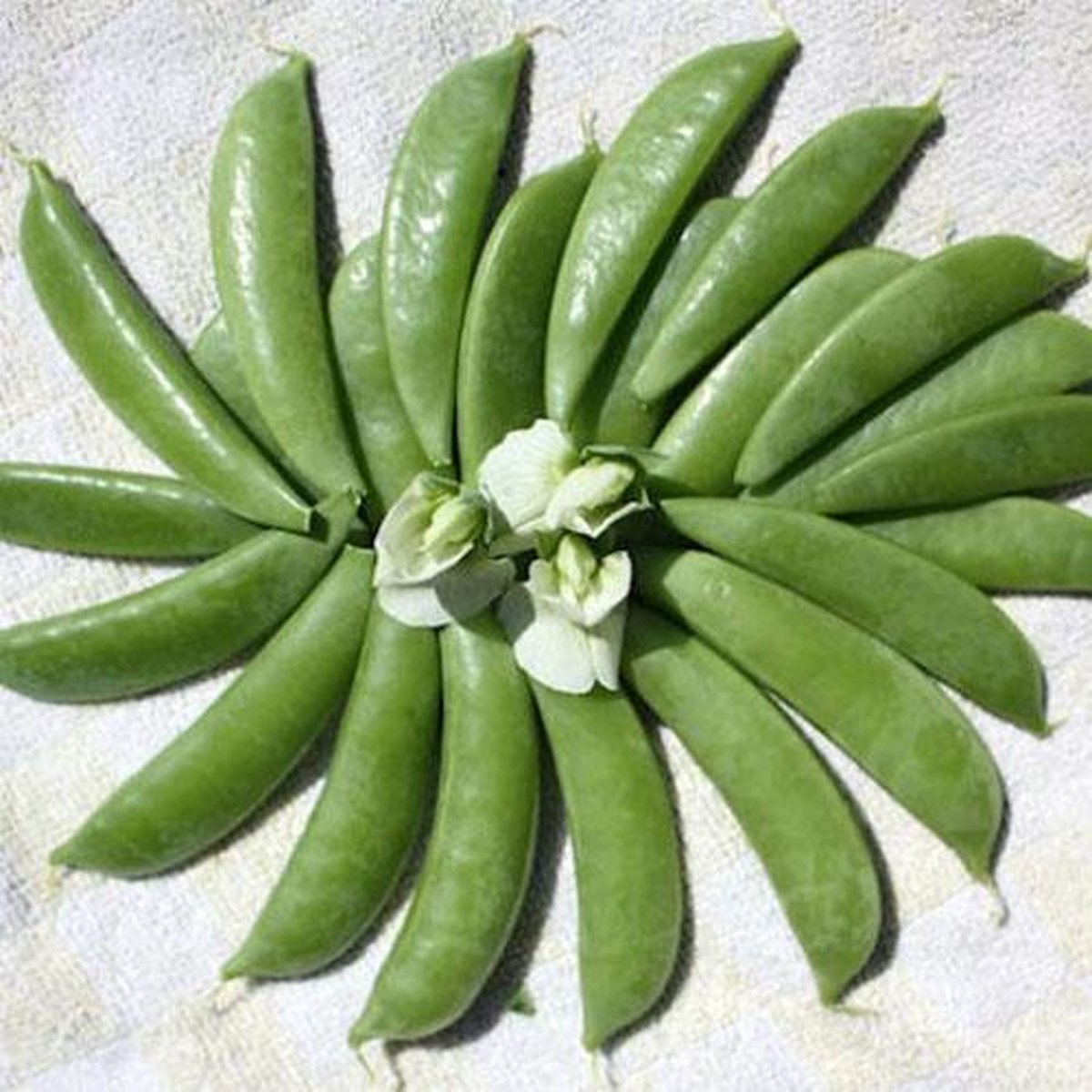  Peul Zaden - Sugar Snap