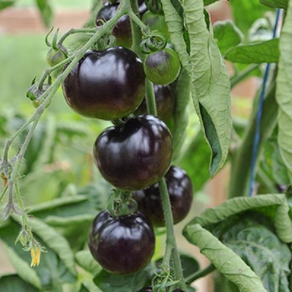  Tomaat Black Cherry - Een Excellente, Sappige Variëteit Met Een Zoete Smaak.