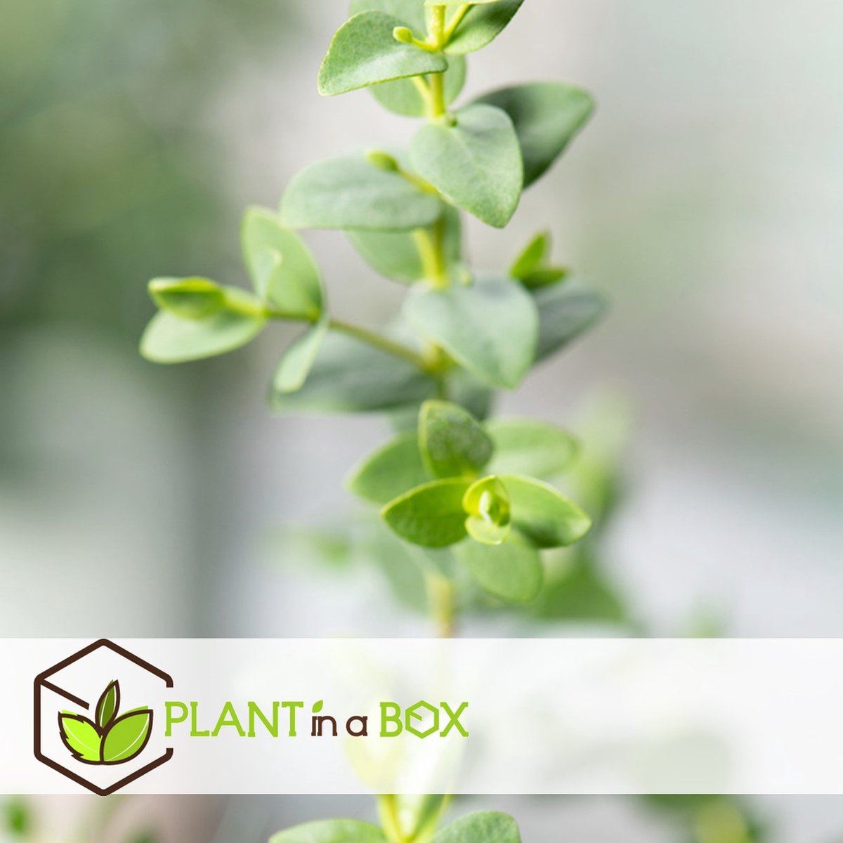  Plant In A Box - Eucalyptus Pulverulenta 'Baby Blue' - Set Van 2 - Pot 13cm - Hoogte 25-40cm