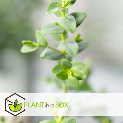  Plant In A Box - Eucalyptus Pulverulenta 'Baby Blue' - Set Van 2 - Pot 13cm - Hoogte 25-40cm