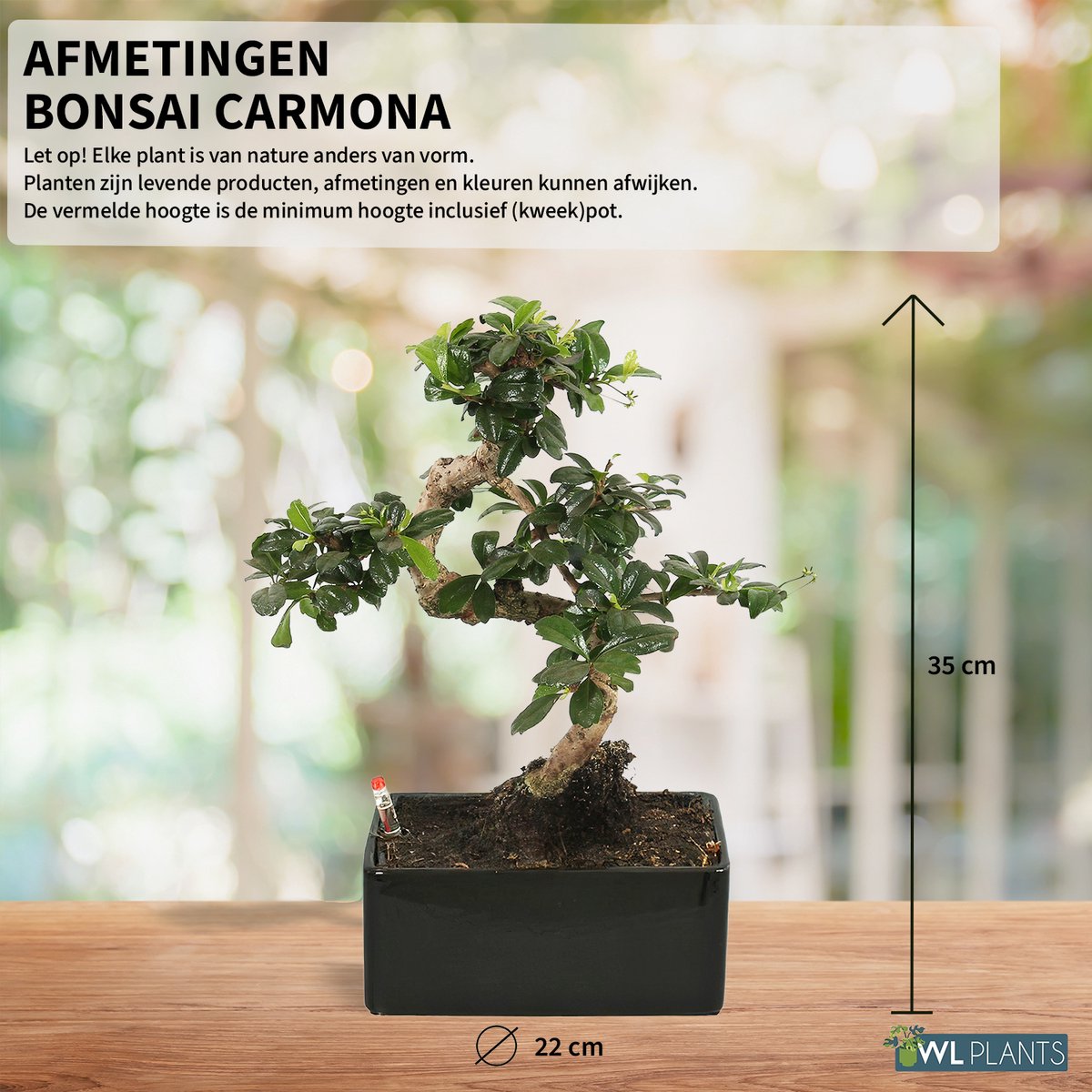  WL Plants - Bonsai Carmona - Bonsai Boompje - Kamerplanten - Unieke Kamerplant - ± 35cm Hoog - 22cm Diameter - In Keramieke Zwarte Pot