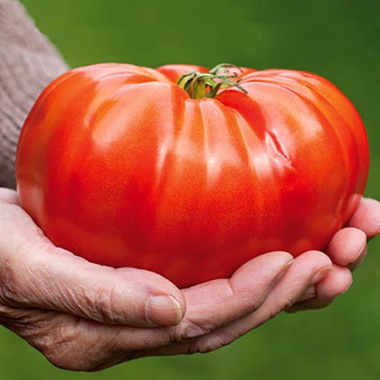  Tomaten Zaden - Vleestomaat Brutus