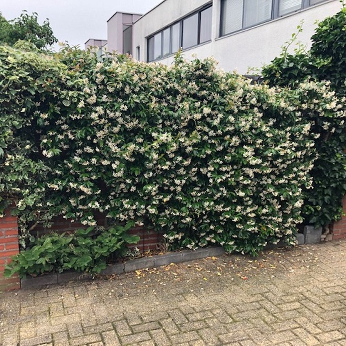  Witte Toscaanse Jasmijn (Sterjasmijn) - Klimplant | Wit - Groenblijvend / Wintergroen En Winterhard - ClematisOnline | 1,5 Liter Pot - Deze Jasmijn Plant Kan Gecombineerd Worden Met Andere Klimplanten Zoals Clematis Of Rozen In Bijv. Een Klimrek