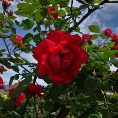  New Dawn Rouge - Klimroos | Rood Doorbloeiende Roos (bloeit Na Bloei Nogmaals) - Meerjarig En Winterhard - Klimplant