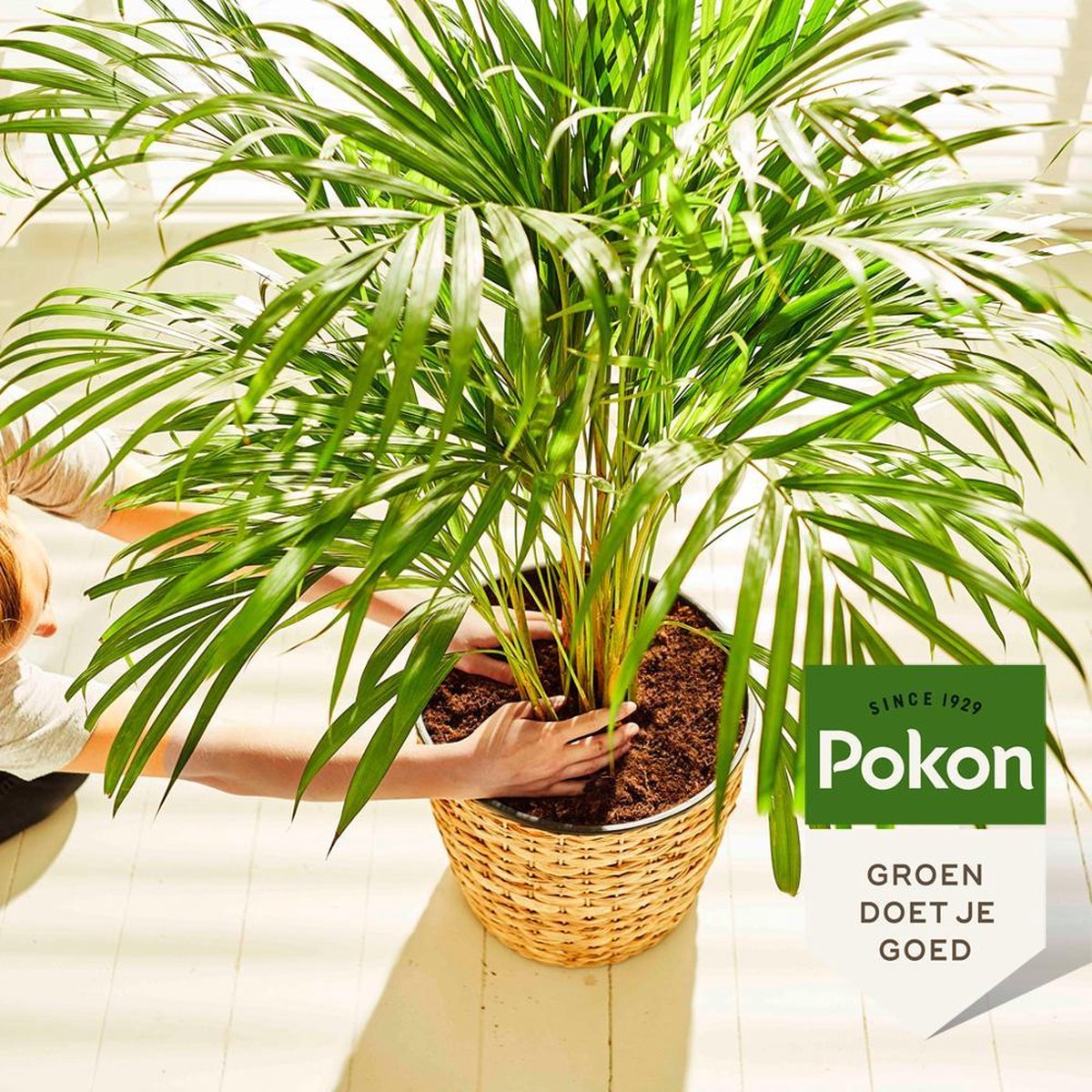  Pokon Palmen Potgrond - 10l - Potgrond (Palm) - 60 Dagen Voeding