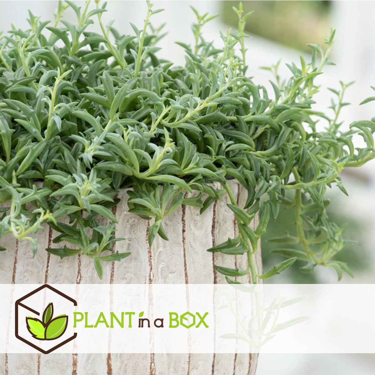  Plant In A Box - Senecio Peregrinus - Set Van 2 Hangplanten - Kamerplant - Dolfijnenplant - Pot 12cm - Hoogte 10-20cm